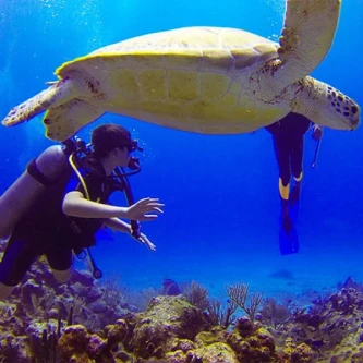 Les activités sportives sur l'ile de Cavallo - Voir le détail