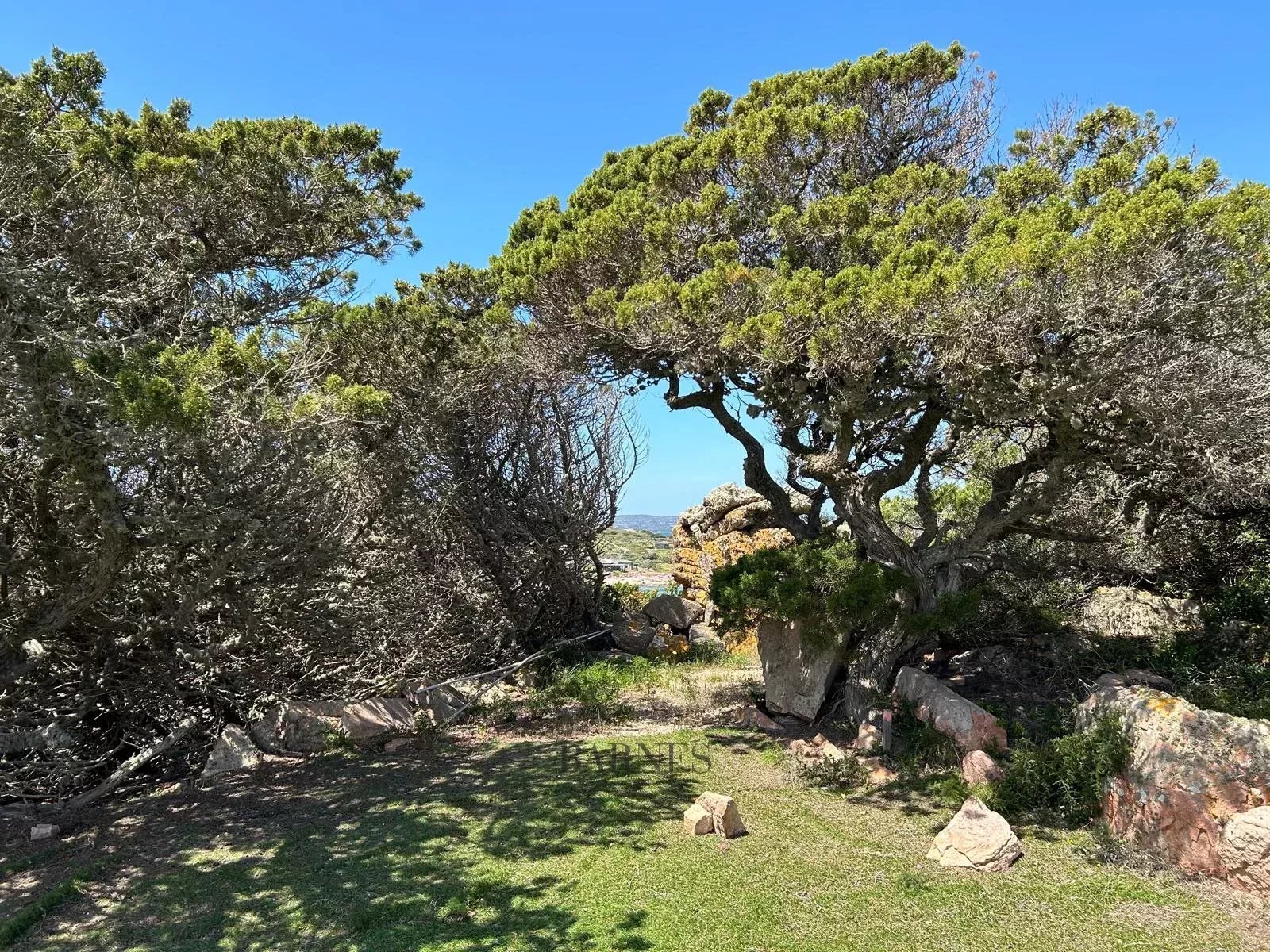 Villa Île de Cavallo - picture 7